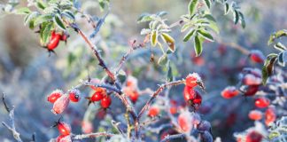 Лунный календарь садовых и огородных работ на ноябрь 2025 года.