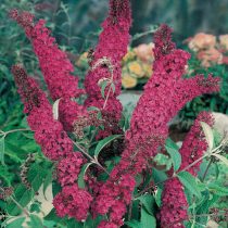 «Роял Ред» ('Royal Red') - крупный сорт 3х3 м с пурпурно-красными соцветиями «Роял Ред» ('Royal Red') - крупный сорт 3х3 м с пурпурно-красными соцветиями