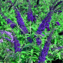 «Эмпайр Блю» ('Empire Blue') - высотой и диаметром до 2,5 м и лиловыми метелками «Эмпайр Блю» ('Empire Blue') - высотой и диаметром до 2,5 м и лиловыми метелками