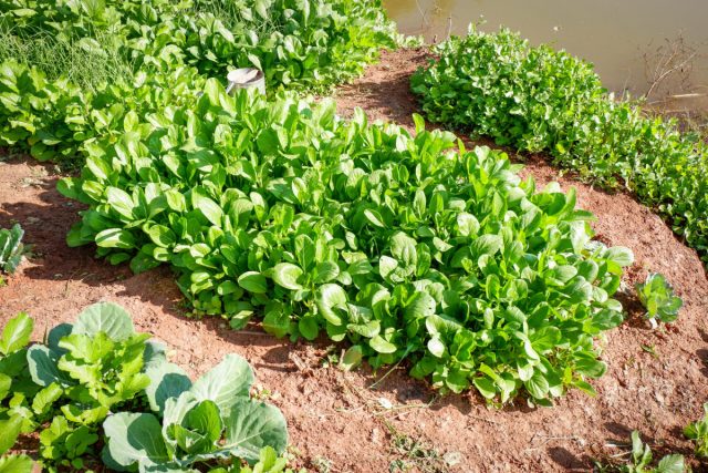 Есть сидератные культуры, способные бороться с вредными почвенными организмами (в том числе, возбудителями фитофторы и парши). Это представители семейства капустные - горчица, рапс, масличная редька и пр.