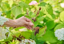 Почему у гортензии буреют листья? Главные опасности для ваших растений - Цветник и ландшафт Почему у гортензии буреют листья? Главные опасности для ваших растений.