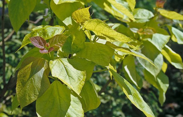 Катальпа бигнониевая «Ауреа» (C. bignonioides 'Aurea') - находка для любителей яркой листвы. Катальпа бигнониевая «Ауреа» (C. bignonioides 'Aurea') - находка для любителей яркой листвы.