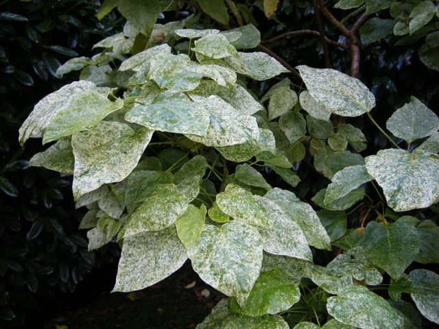 Катальпа «Пульверулента» (C. speciosa 'Pulverulenta') порадует вас пятнистыми листьями и более скромными размерами. Катальпа «Пульверулента» (C. speciosa 'Pulverulenta') порадует вас пятнистыми листьями и более скромными размерами.