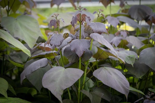 Катальпа «Пурпуреа» (С.x erubescens 'Purpurea') - это гибрид с темно-зелеными листьями и крупными белыми цветами в крапинку. Катальпа «Пурпуреа» (С.x erubescens 'Purpurea') - это гибрид с темно-зелеными листьями и крупными белыми цветами в крапинку.