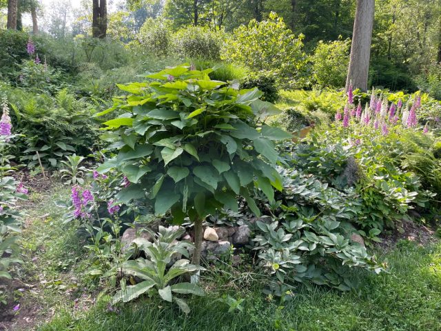 Идеальным местом станет участок, который получает достаточно солнечного света или находится в легкой полутени. Идеальным местом станет участок, который получает достаточно солнечного света или находится в легкой полутени.