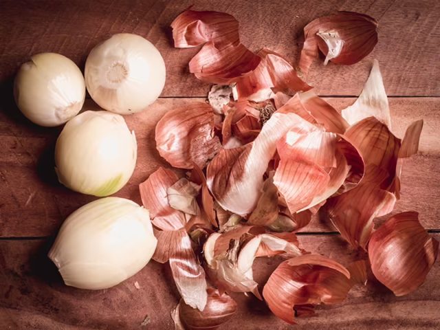 Белки и углеводы из луковой шелухи очень быстро разлагаются почвенными микроорганизмами, поставляя в почвенные растворы соединения азота, фосфора и других полезных веществ.