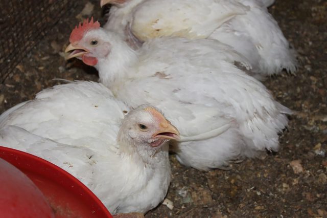 Переезд на новое место, появление новой птицы в стаде, плохие условия содержания, жара или холод в птичнике - всё это и многое другое может стать причиной поноса у кур.