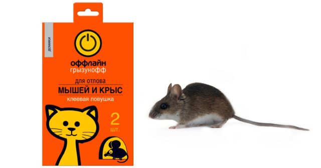 Для экстренного отлова грызунов очень удобны клеевые ловушки Оффлайн. Для экстренного отлова грызунов очень удобны клеевые ловушки Оффлайн.