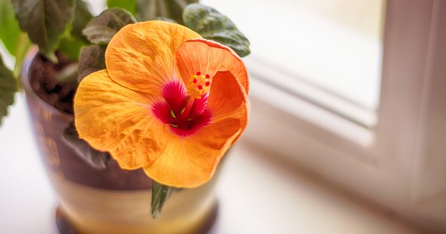 И формироваться куст должен так, чтобы он и цвёл обильно, и внешне выглядел привлекательно, и для ухода был удобен. И формироваться куст должен так, чтобы он и цвёл обильно, и внешне выглядел привлекательно, и для ухода был удобен.