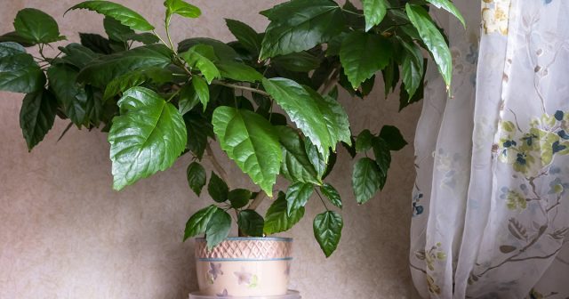 И ещё один момент – кусты нужно начинать формировать как можно раньше. И ещё один момент – кусты нужно начинать формировать как можно раньше.