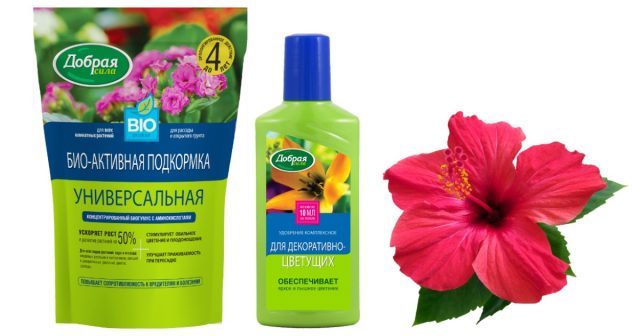 Для активации роста корней и стимуляции вегетации можно для начала внести био-активную подкормку Универсальная Добрая сила – 5-10 г на куст (в зависимости от размера горшка и возраста растения). Для активации роста корней и стимуляции вегетации можно для начала внести био-активную подкормку Универсальная Добрая сила – 5-10 г на куст (в зависимости от размера горшка и возраста растения).