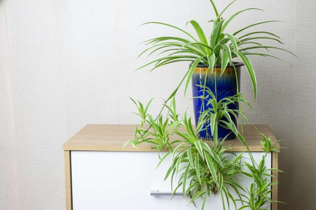 Практически в каждом доме на отдельной подставке или на шкафу красовался хлорофитум. Практически в каждом доме на отдельной подставке или на шкафу красовался хлорофитум.