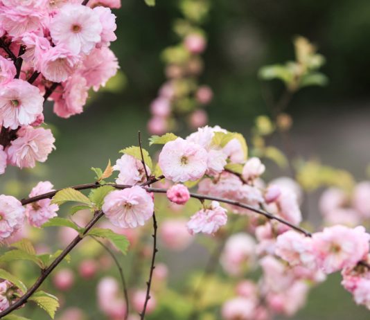 Морозоустойчивые, но редкие — лучшие декоративные кустарники для сада - Цветник и ландшафт Морозоустойчивые, но редкие — лучшие декоративные кустарники для сада