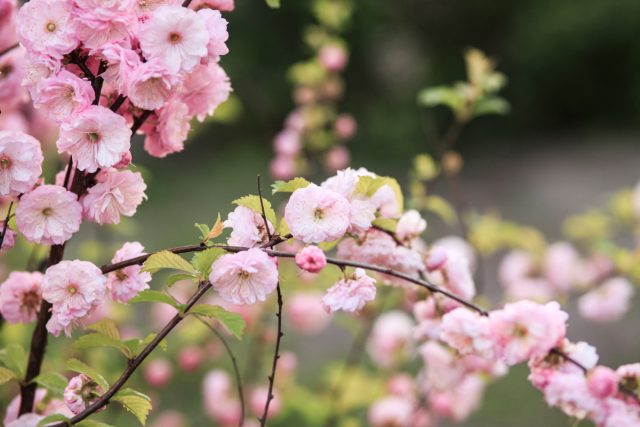Морозоустойчивые, но редкие — лучшие декоративные кустарники для сада Морозоустойчивые, но редкие — лучшие декоративные кустарники для сада