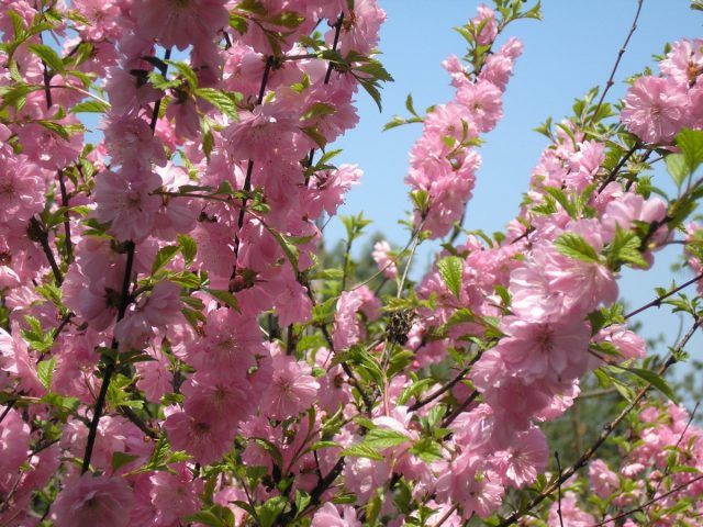 Лучше всего луизеания смотрится в качестве солитера или небольшими «рощицами». Лучше всего луизеания смотрится в качестве солитера или небольшими «рощицами».