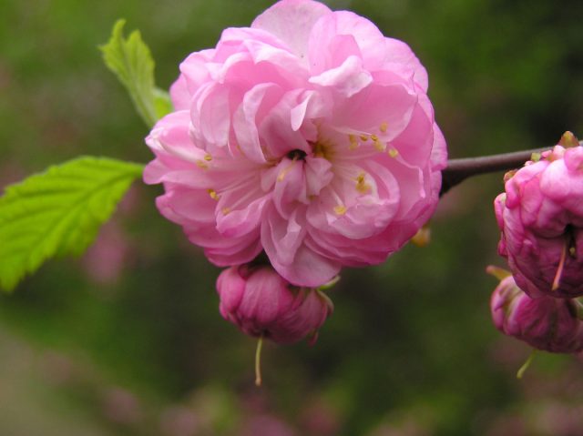 Гибриды луизеании и сливы – это небольшие деревца, более теплолюбивы, молодые растения нуждаются в укрытии в первые годы. Гибриды луизеании и сливы – это небольшие деревца, более теплолюбивы, молодые растения нуждаются в укрытии в первые годы.