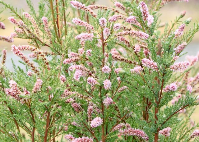 Мирикария лисохвостниковая (myricaria alopecuroides) - очень редкое, хотя и совершенно незаслуженно, растение в наших садах. Мирикария лисохвостниковая (myricaria alopecuroides) - очень редкое, хотя и совершенно незаслуженно, растение в наших садах.