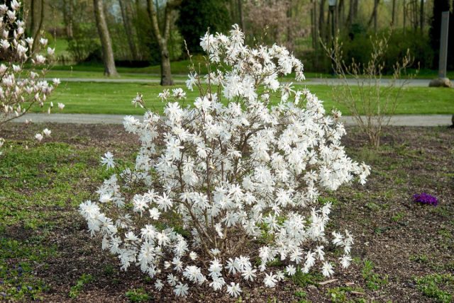 В природе в горных лесах Японии магнолия звездчатая (magnolia stellata) растет небольшим деревцем или кустарником высотой до 4 м. В природе в горных лесах Японии магнолия звездчатая (magnolia stellata) растет небольшим деревцем или кустарником высотой до 4 м.