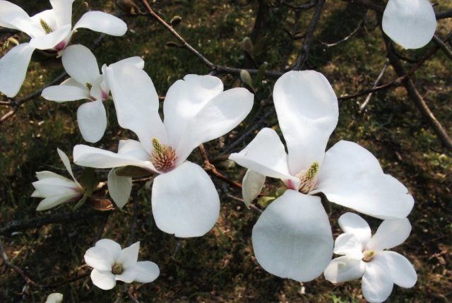 Магнолия кобус (magnolia kobus/tomentosa) - один из самых зимостойких видов родом из Японии и Кореи, где может достигать 25 м в высоту, в условиях средней полосы – до 2 м. Магнолия кобус (magnolia kobus/tomentosa) - один из самых зимостойких видов родом из Японии и Кореи, где может достигать 25 м в высоту, в условиях средней полосы – до 2 м.