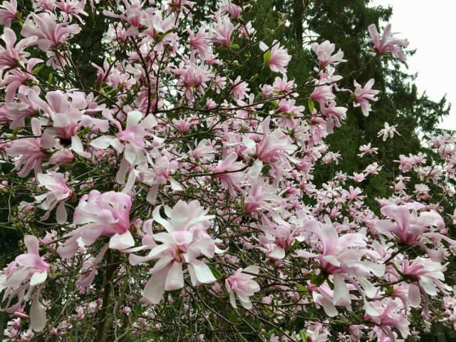 Растет магнолия Лебнера (magnolia x loebnerii) крупным кустарником или небольшим деревцем. Очень похожа на магнолию звездчатую. Растет магнолия Лебнера (magnolia x loebnerii) крупным кустарником или небольшим деревцем. Очень похожа на магнолию звездчатую.