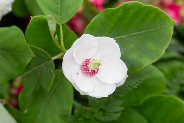 Магнолия Зибольда (magnolia sieboldii) самый выносливый вид, относящийся к 3-4 зоне зимостойкости. Магнолия Зибольда (magnolia sieboldii) самый выносливый вид, относящийся к 3-4 зоне зимостойкости.