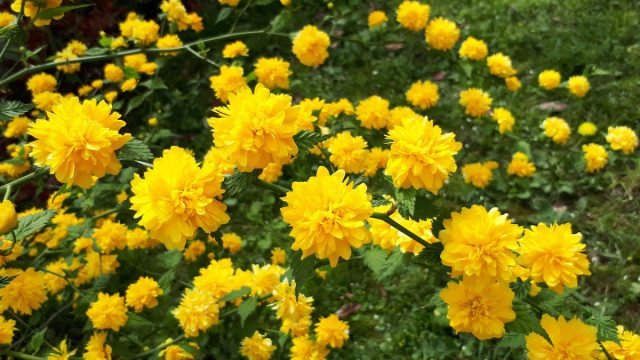 Керрия японская отличается не только богатым, но и длительным цветением – до 5 недель. Керрия японская отличается не только богатым, но и длительным цветением – до 5 недель.