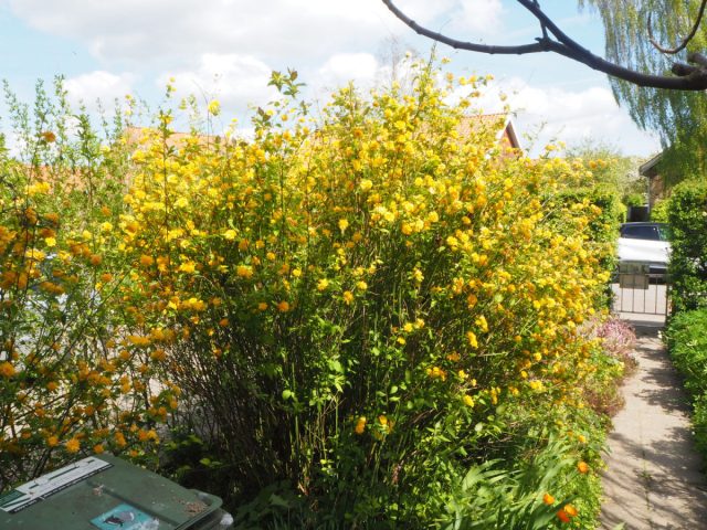 Реже в продаже встречается махровая керрия «Ауреовариегата» ('Aureovariegata') высотой до 2 м. Реже в продаже встречается махровая керрия «Ауреовариегата» ('Aureovariegata') высотой до 2 м.