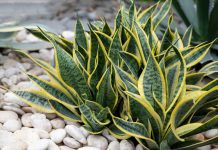 Сансевиерия больше не сансевиерия! Как генетика всё перевернула - Комнатные растения Сансевиерия больше не сансевиерия! Как генетика всё перевернула.