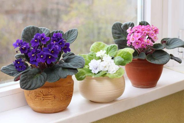 Тонкими цветовыми акцентами могут стать и мелкие, но многочисленные цветки узамбарской фиалки нежных тонов. Тонкими цветовыми акцентами могут стать и мелкие, но многочисленные цветки узамбарской фиалки нежных тонов.