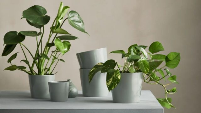 Кашпо в скандинавском стиле подчеркивают красоту растения. Поэтому в выборе доминируют природные материалы. Кашпо в скандинавском стиле подчеркивают красоту растения. Поэтому в выборе доминируют природные материалы.