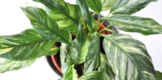 Спатифиллум вариегатный — особенности ухода - Секреты ухода Спатифиллум вариегатный — особенности ухода.