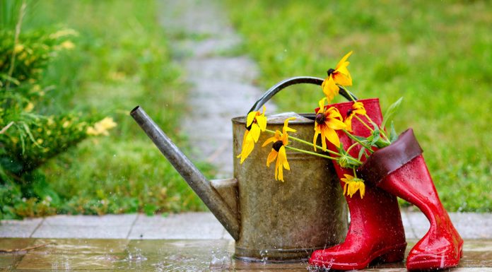 Тест «Знаете ли вы, как обустроить цветник осенью?»