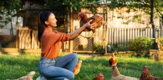 Топ 10 ошибок начинающего птицевода, или Как не загубить кур.