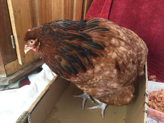 Многие птицеводы-новички в силу своей неопытности игнорируют первые симптомы заболеваний у кур.