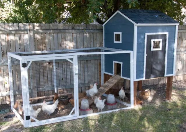 Скученность способствует борьбе за еду и место у кур, из-за чего в стаде может начинаться расклёв.