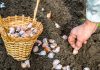 9 овощей, которые вы ещё успеваете посеять под зиму
