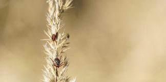 Заметили клещей на участке? Как избавиться от них эффективно и безопасно - Блоги компаний Заметили клещей на участке? Как избавиться от них эффективно и безопасно.