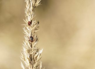 Заметили клещей на участке? Как избавиться от них эффективно и безопасно - Блоги компаний Заметили клещей на участке? Как избавиться от них эффективно и безопасно.