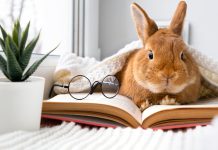 10 питомцев, которые умнее и эмпатичнее некоторых хозяев 10 питомцев, которые умнее и эмпатичнее некоторых хозяев