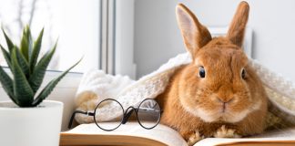 10 питомцев, которые умнее и эмпатичнее некоторых хозяев - Лучшее 10 питомцев, которые умнее и эмпатичнее некоторых хозяев