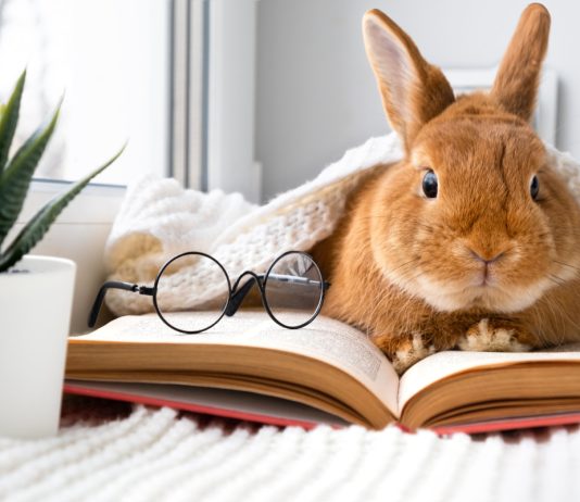 10 питомцев, которые умнее и эмпатичнее некоторых хозяев