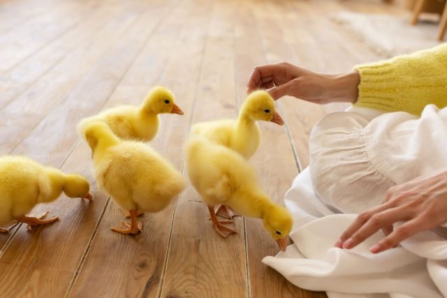 Утки и гуси демонстрируют социальный интеллект: узнают людей, следуют за владельцем, решают пространственные задачи и обучаются друг у друга. Они эмоционально привязаны, проявляют заботу и охраняют территорию.