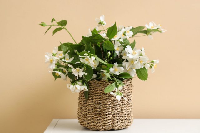 Сладкий аромат жасмина расслабляет, замедляет мысли и снижает тревогу. Эфирные вещества стимулируют выработку ГАМК — природного успокоительного. Несколько минут рядом с цветущим жасмином — и плечи опускаются сами.