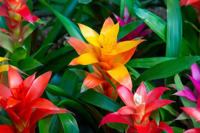 Экзотическое соцветие гузмании в огненных оттенках красного, оранжевого и желтого мгновенно оживляет пространство. Яркий цвет создает ощущение праздника, движения и энергии, отвлекая от серости и монотонности.