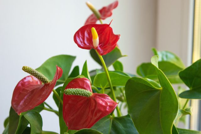 Яркие красные и оранжевые прицветники антуриума действуют как естественный стимулятор: поднимают настроение и активируют нервную систему. В пасмурные дни его огненный цвет помогает проснуться и почувствовать энергию.