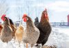 10 советов по содержанию кур зимой.