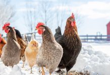 10 советов по содержанию кур зимой 10 советов по содержанию кур зимой.