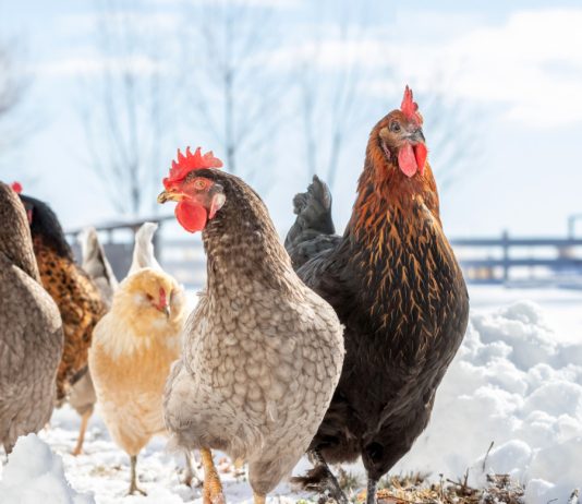 10 советов по содержанию кур зимой.