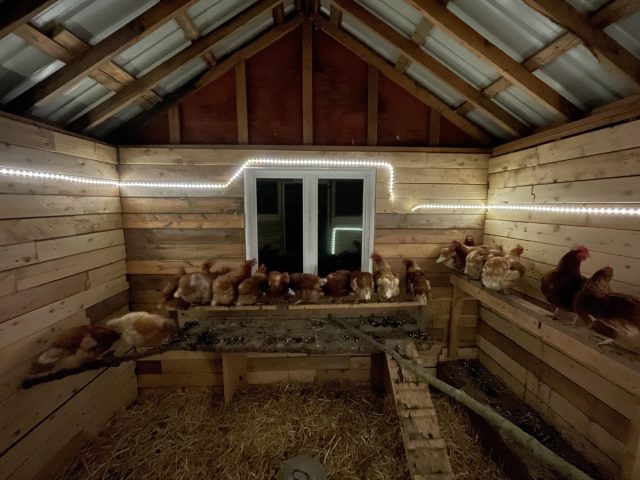 Продолжительность светового дня и яркость освещения - это крайне важные параметры, которые сильно влияют на яйценоскость птицы. Продолжительность светового дня и яркость освещения - это крайне важные параметры, которые сильно влияют на яйценоскость птицы.