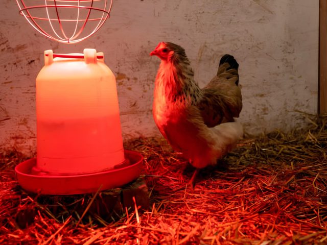 В самые холодные дни курам всё же может понадобиться дополнительный источник тепла. Для этих целей лучше всего подходят инфракрасные лампы В самые холодные дни курам всё же может понадобиться дополнительный источник тепла. Для этих целей лучше всего подходят инфракрасные лампы